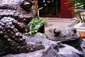 Toads of Taunton